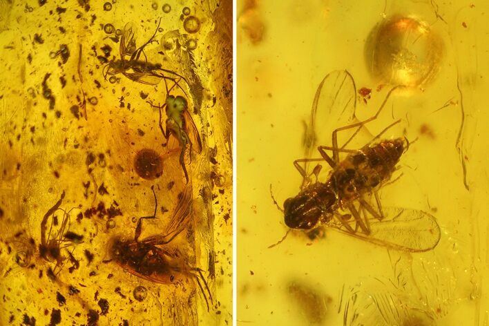 Fossil Flies (Diptera) and a Cockroach (Blattodea) In Baltic Amber #135046